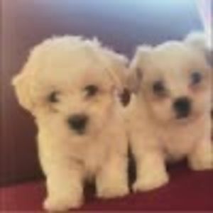 Meet your Posher, Danny